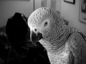 Parker in Black and White