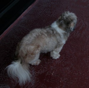 Mattie Returning From Her "Morning Constitutional"