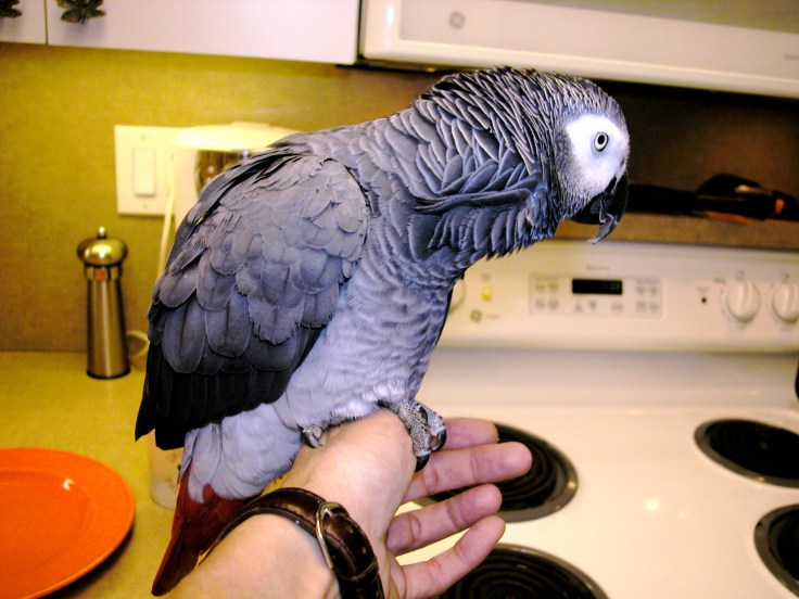 Parker's Morning "Bomb's Away"