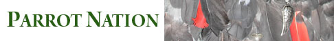 Parrot Nation Banner