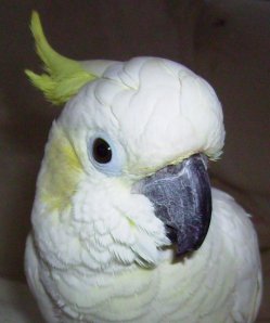 Corinne and Charlie Too Corinne Graehame's Best Friend, Charlie Too