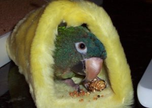 Melissa LaGrave Guy Simon