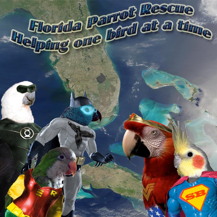 Florida Parrot Rescue