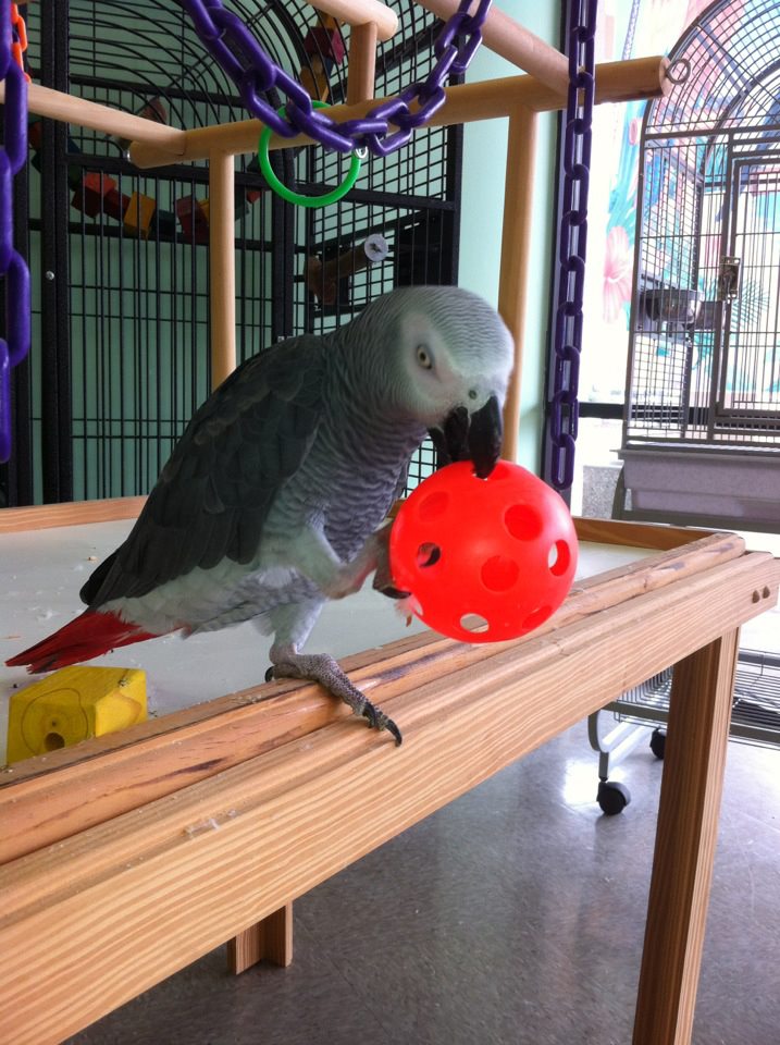 423397_2953086423993_1247476790_n