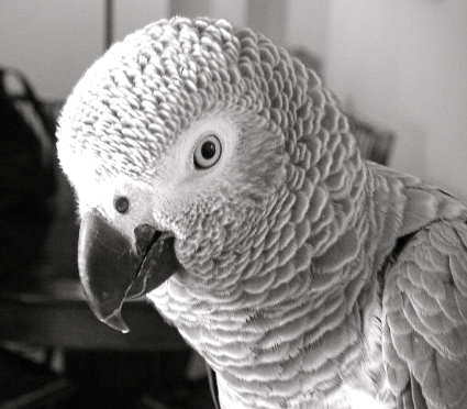 MINOLTA DIGITAL CAMERA