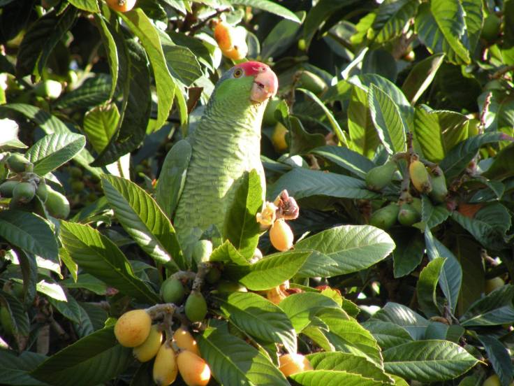 13062859_1093874593988025_7648587297927646647_o