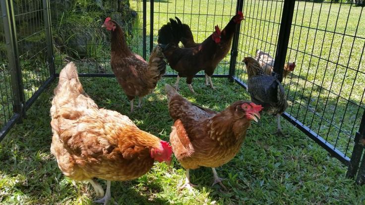 13256527_10207677784357353_410547421239539365_n