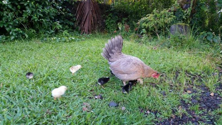 14183958_10208702724180208_7424230220516502371_n-1